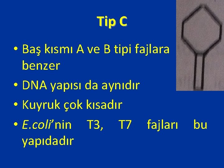 Tip C • Baş kısmı A ve B tipi fajlara benzer • DNA yapısı