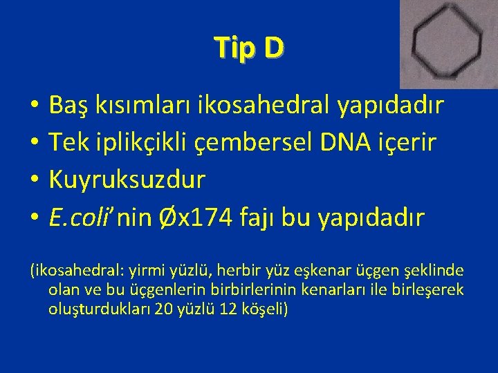 Tip D • • Baş kısımları ikosahedral yapıdadır Tek iplikçikli çembersel DNA içerir Kuyruksuzdur