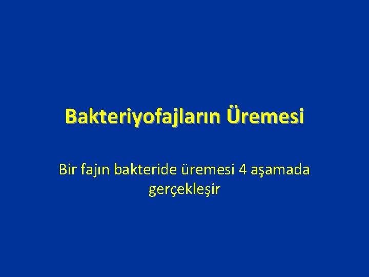 Bakteriyofajların Üremesi Bir fajın bakteride üremesi 4 aşamada gerçekleşir 