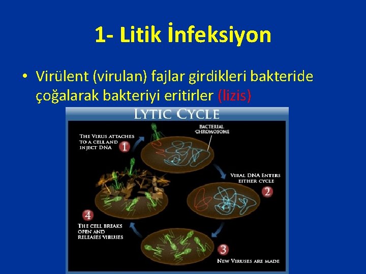 1 - Litik İnfeksiyon • Virülent (virulan) fajlar girdikleri bakteride çoğalarak bakteriyi eritirler (lizis)