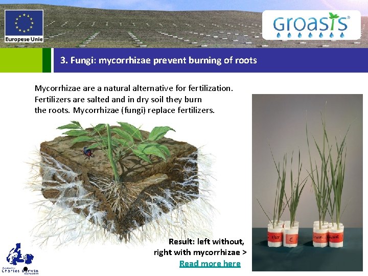 3. Fungi: mycorrhizae prevent burning of roots Mycorrhizae are a natural alternative for fertilization.