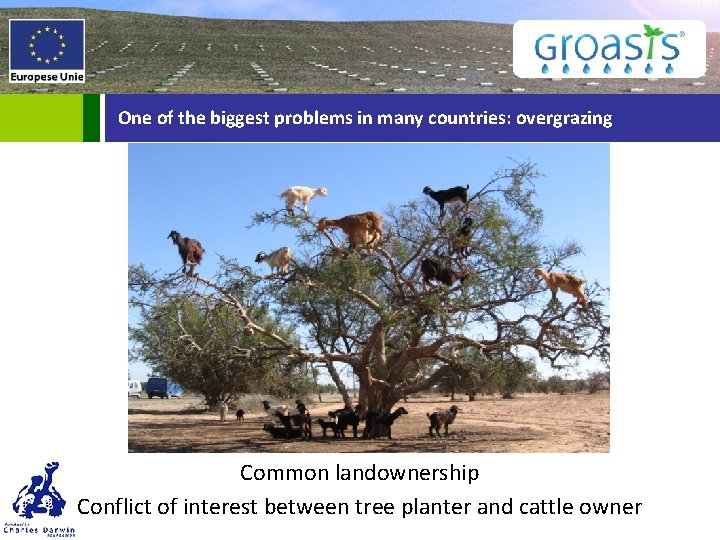 One of the biggest problems in many countries: overgrazing Common landownership Conflict of interest