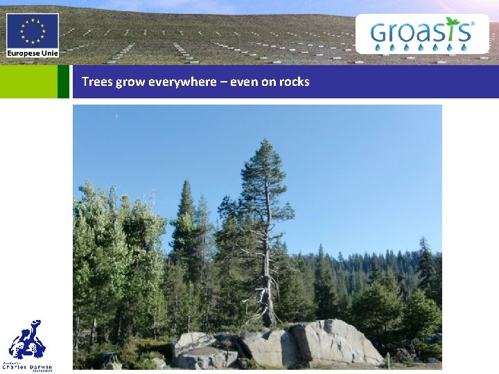 Trees grow everywhere – even on rocks 