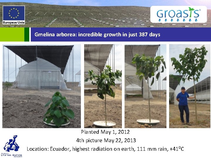 Gmelina arborea: incredible growth in just 387 days Planted May 1, 2012 4 th