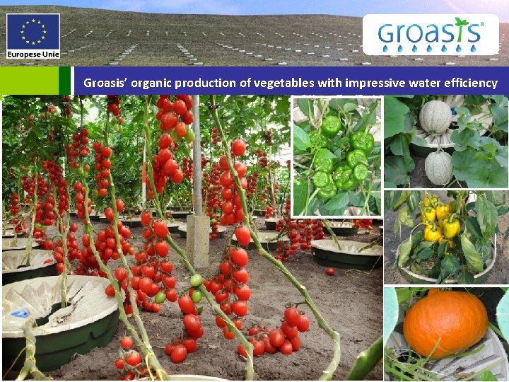 Groasis’ organic production of vegetables with impressive water efficiency 