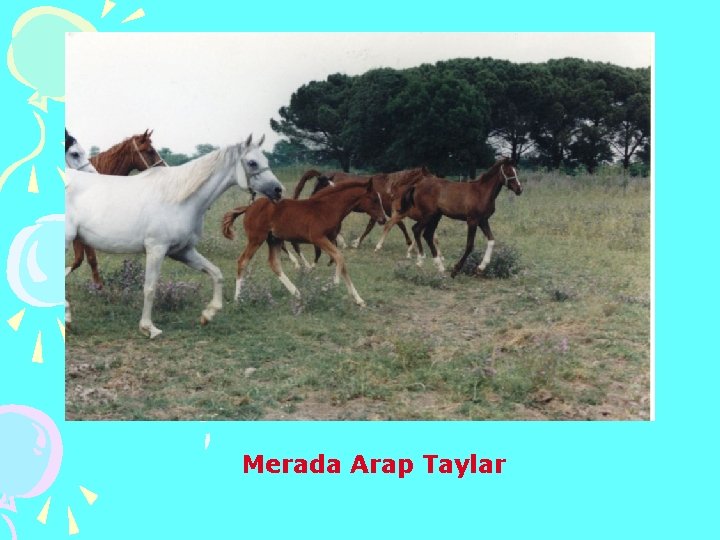 Merada Arap Taylar 