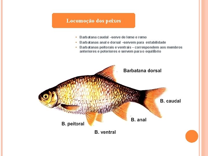 Locomoção dos peixes • Barbatana caudal –serve de leme e remo • Barbatanas anal