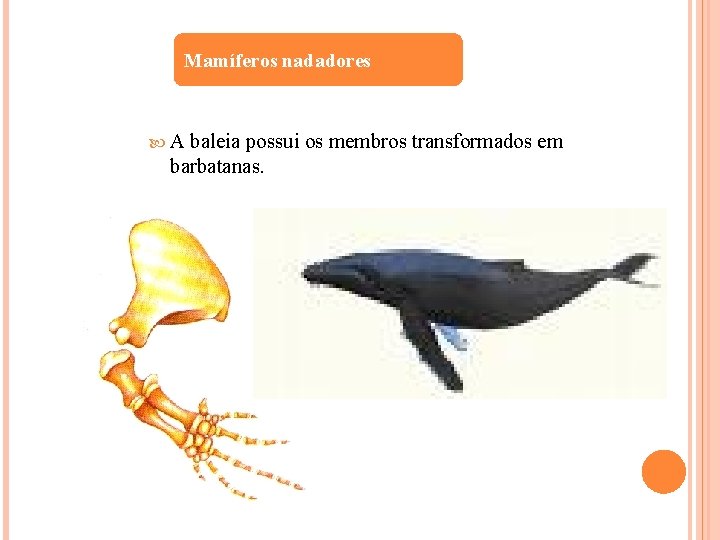 Mamíferos nadadores A baleia possui os membros transformados em barbatanas. 