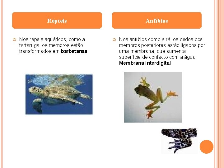 Répteis Nos répeis aquáticos, como a tartaruga, os membros estão transformados em barbatanas Anfíbios