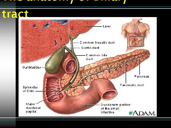 The anatomy of Biliary tract 