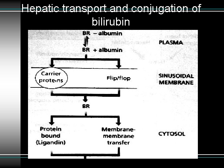 Hepatic transport and conjugation of bilirubin 