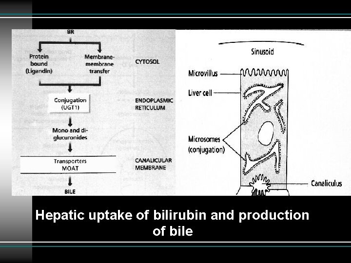 Hepatic uptake of bilirubin and production of bile 