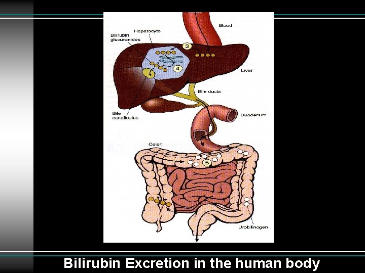 Bilirubin Excretion in the human body 