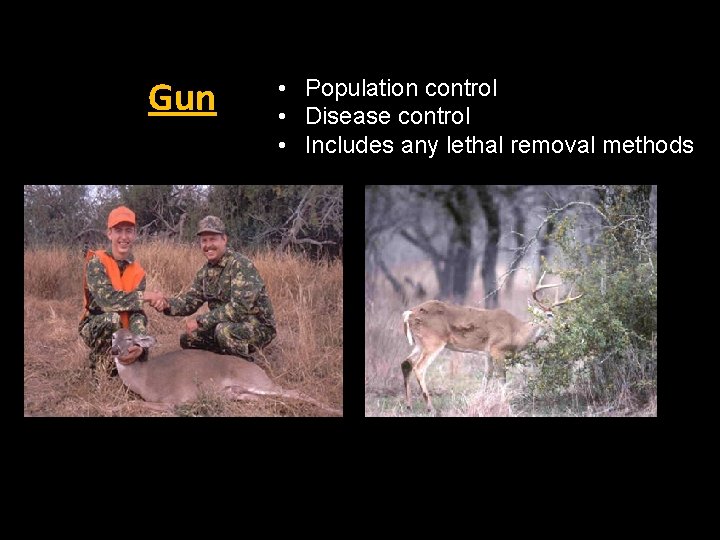 Gun • Population control • Disease control • Includes any lethal removal methods 