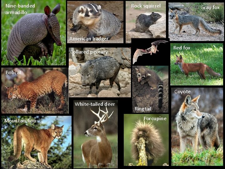Nine-banded armadillo Rock squirrel Gray fox American badger Red fox Collared peccary Bobcat Coyote
