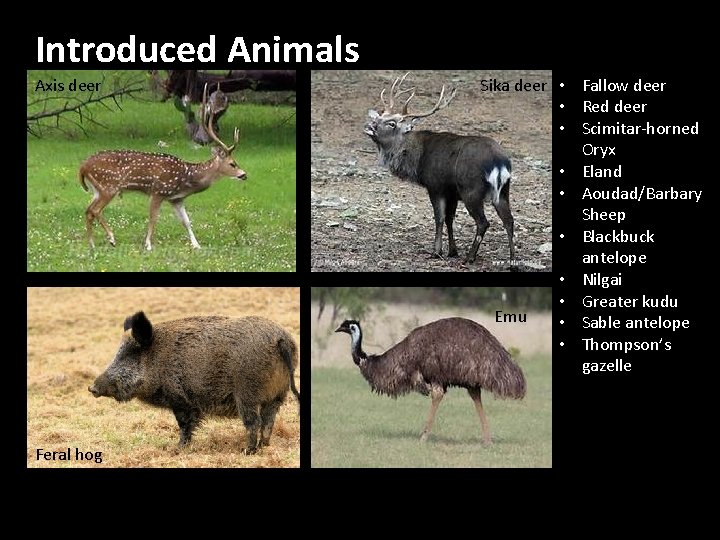 Introduced Animals Axis deer Feral hog Sika deer • Fallow deer • Red deer