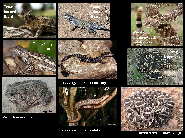 Texas horned lizard Texas earless lizard Western diamondback rattlesnake Texas spiny lizard Desert kingsnake
