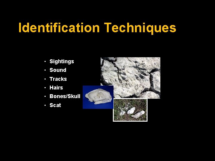 Identification Techniques • Sightings • Sound • Tracks • Hairs • Bones/Skull • Scat