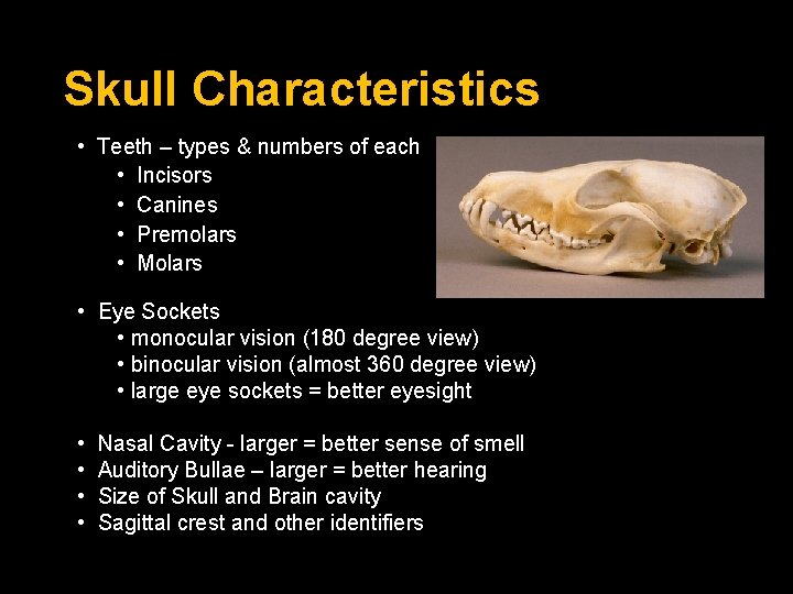 Skull Characteristics • Teeth – types & numbers of each • Incisors • Canines