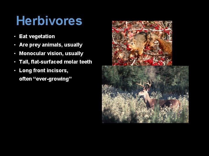 Herbivores • Eat vegetation • Are prey animals, usually • Monocular vision, usually •
