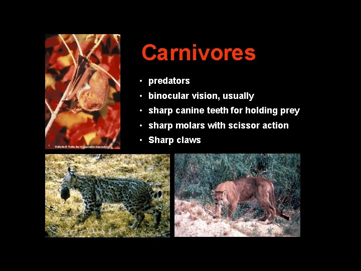 Carnivores • predators • binocular vision, usually • sharp canine teeth for holding prey