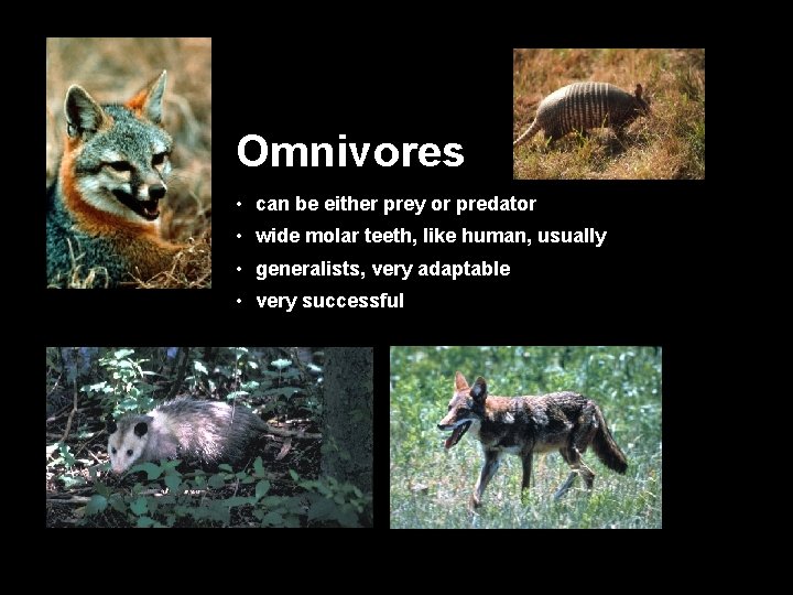 Omnivores • can be either prey or predator • wide molar teeth, like human,