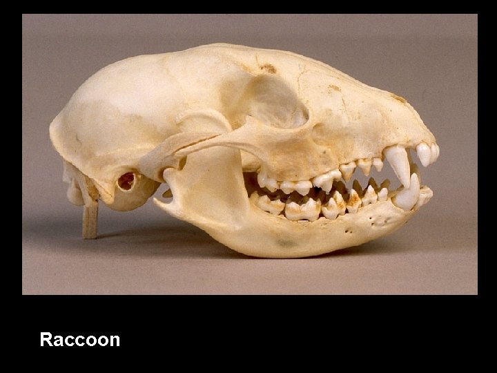 Raccoon 