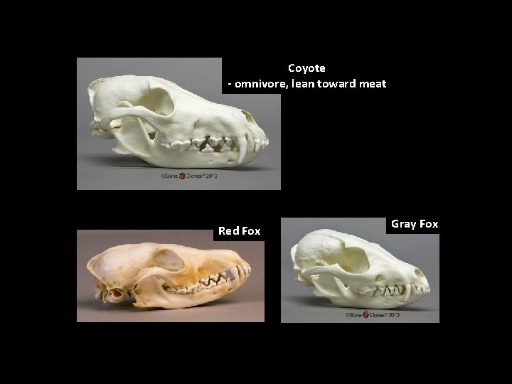 Coyote - omnivore, lean toward meat Red Fox Gray Fox 