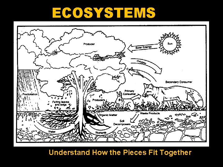 ECOSYSTEMS Understand How the Pieces Fit Together 