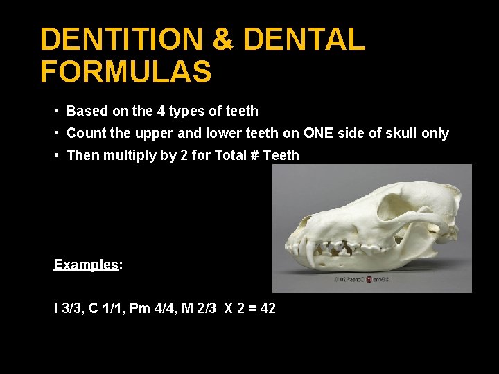 DENTITION & DENTAL FORMULAS • Based on the 4 types of teeth • Count