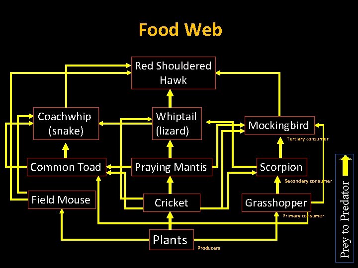 Food Web Red Shouldered Hawk Common Toad Whiptail (lizard) Mockingbird Tertiary consumer Praying Mantis