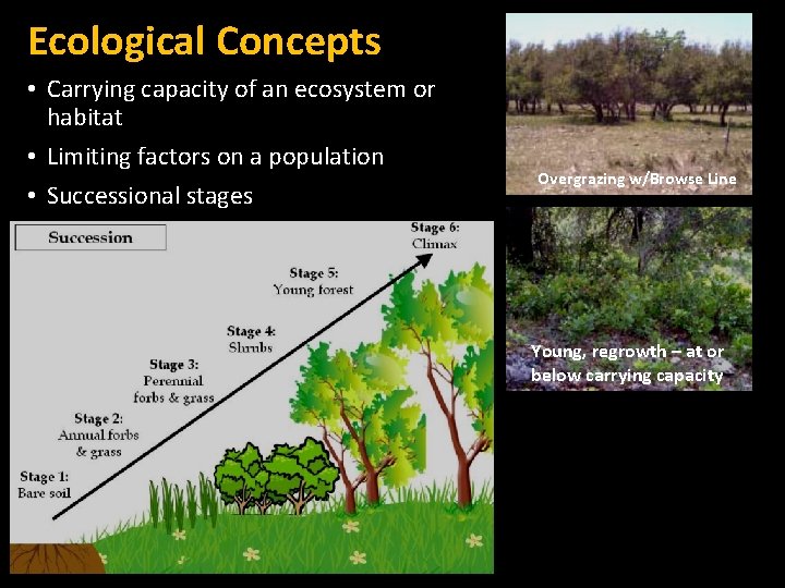 Ecological Concepts • Carrying capacity of an ecosystem or habitat • Limiting factors on
