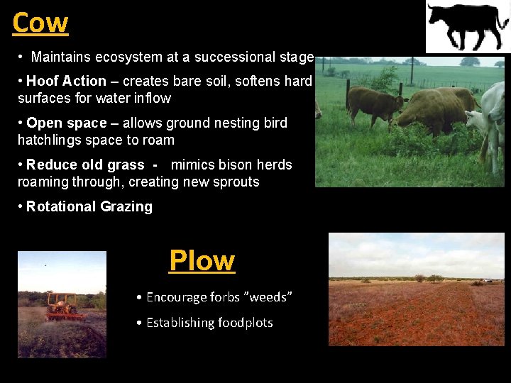 Cow • Maintains ecosystem at a successional stage • Hoof Action – creates bare