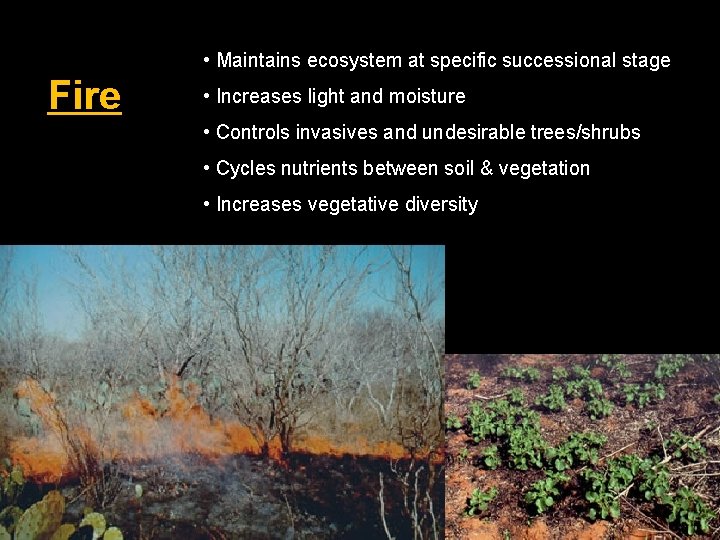  • Maintains ecosystem at specific successional stage Fire • Increases light and moisture