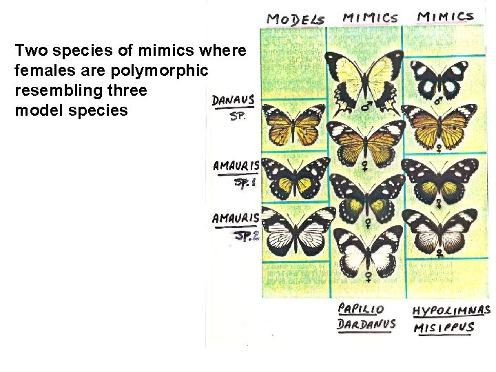 Two species of mimics where females are polymorphic resembling three model species 