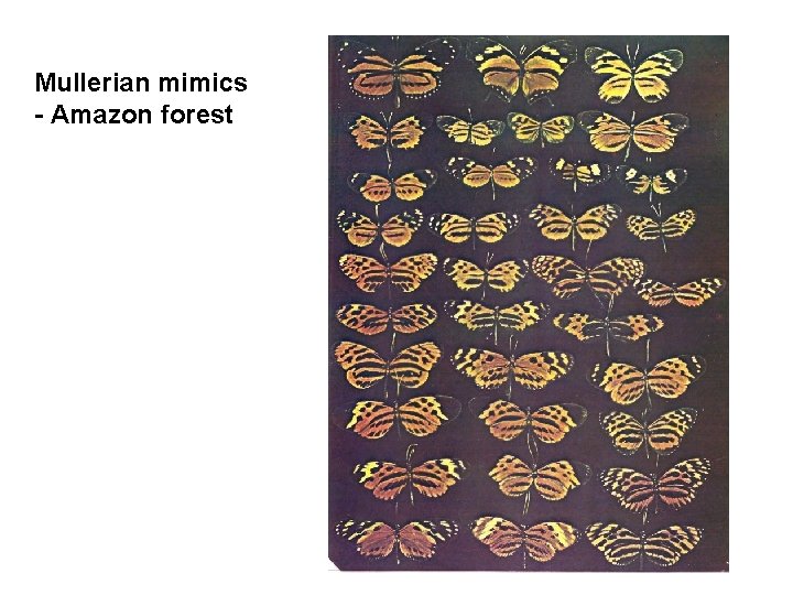 Mullerian mimics - Amazon forest 