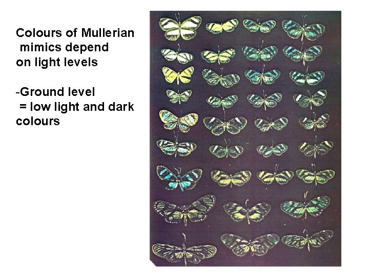 Colours of Mullerian mimics depend on light levels -Ground level = low light and