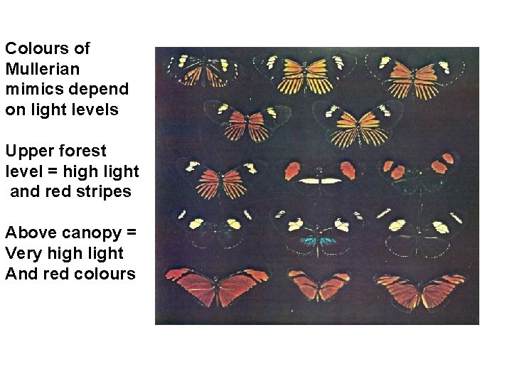 Colours of Mullerian mimics depend on light levels Upper forest level = high light