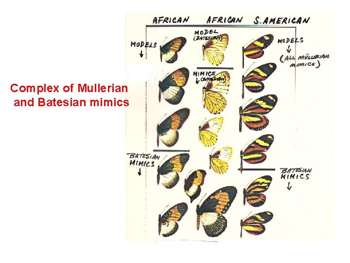 Complex of Mullerian and Batesian mimics 