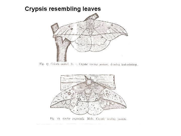 Crypsis resembling leaves 