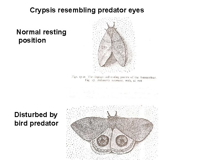 Crypsis resembling predator eyes Normal resting position Disturbed by bird predator 