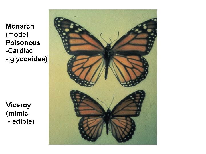 Monarch (model Poisonous -Cardiac - glycosides) Viceroy (mimic - edible) 