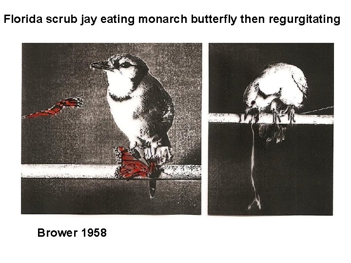 Florida scrub jay eating monarch butterfly then regurgitating Brower 1958 