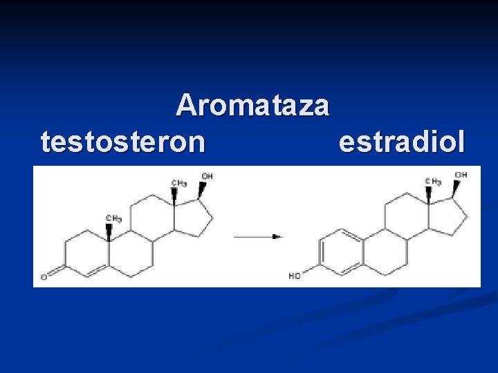Aromataza testosteron estradiol 