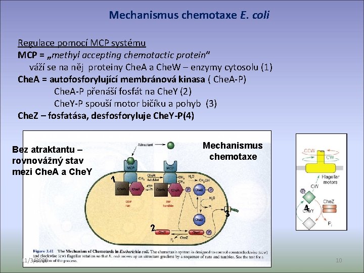 Mechanismus chemotaxe E. coli Regulace pomocí MCP systému MCP = „methyl accepting chemotactic protein“