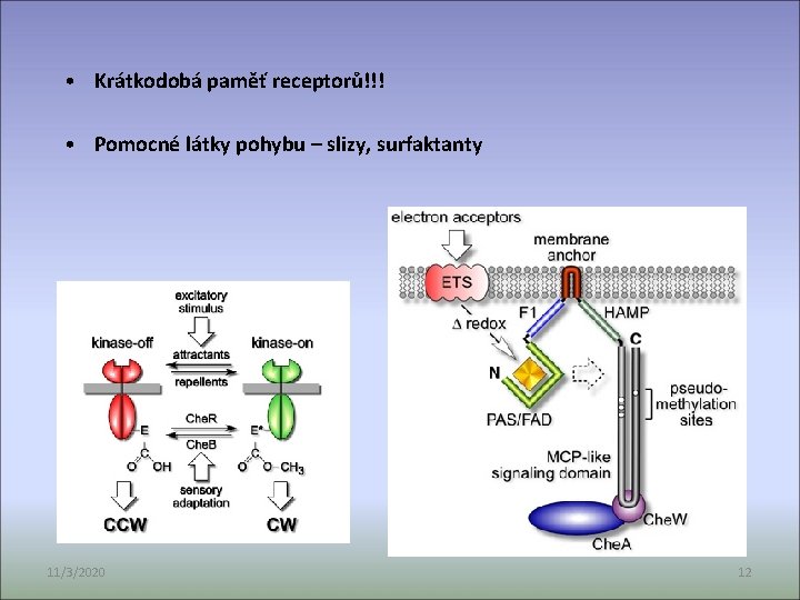  • Krátkodobá paměť receptorů!!! • Pomocné látky pohybu – slizy, surfaktanty 11/3/2020 12