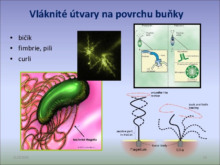 Vláknité útvary na povrchu buňky • bičík • fimbrie, pili • curli 11/3/2020 14