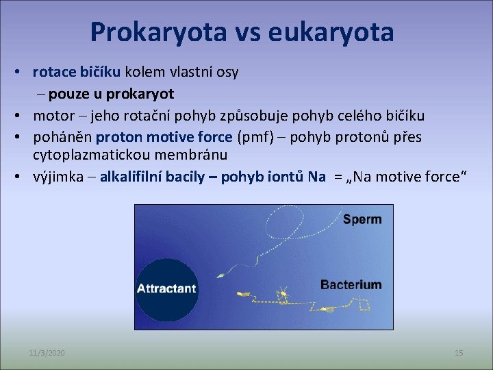 Prokaryota vs eukaryota • rotace bičíku kolem vlastní osy – pouze u prokaryot •