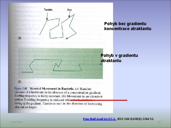 Pohyb bez gradientu koncentrace atraktantu Pohyb v gradientu atraktantu 11/3/2020 Proc Natl Acad Sci