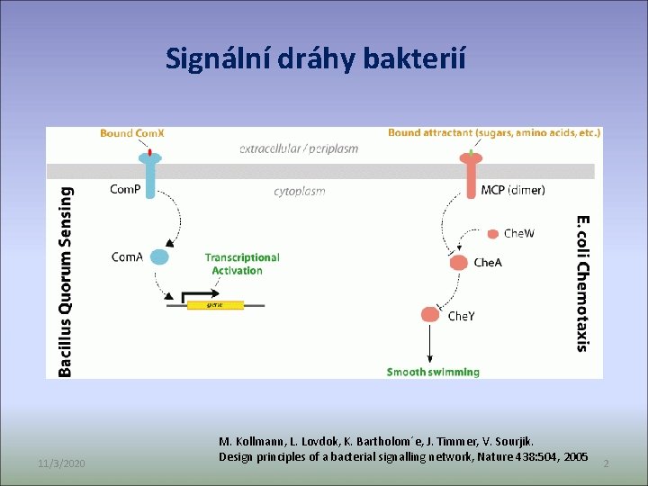 Signální dráhy bakterií 11/3/2020 M. Kollmann, L. Lovdok, K. Bartholom´e, J. Timmer, V. Sourjik.